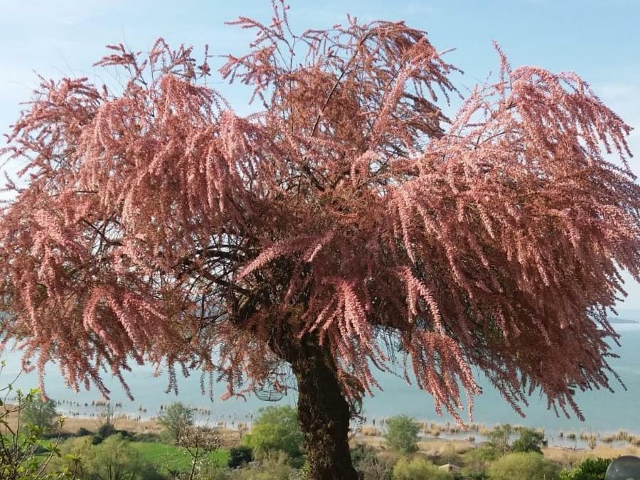 B&B Torre Del Lago Trasimeno Passignano sul Trasimeno Eksteriør bilde